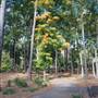Gayla Mize Garden