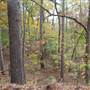Davey Dogwood Park