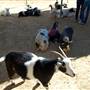 Animal World and Snake Farm