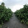 Grapefruit Orchard