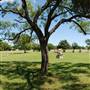Liberty Hill Sculpture Garden