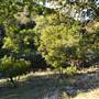Madrone Ranch