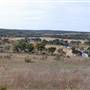 Longhorn River Ranch