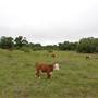 Storm Ranch