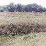 Arrington Ranch