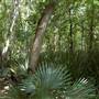 Palmetto State Park