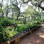Hill Country Water Gardens & Nursery