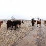 Mendota Ranch