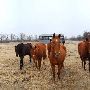 Mendota Ranch
