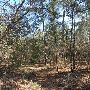 Buescher State Park