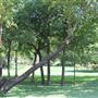 Pecan Creek Trail