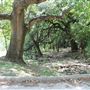 Pecan Creek Trail
