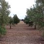 Texas Hill Country Olive Company