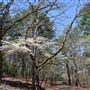 Davey Dogwood Park