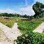 Sunken Garden Park