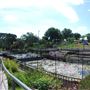 International Waterlily Collection