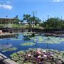 International Waterlily Collection