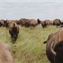 Roam Ranch