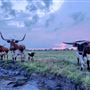 The Rustoration Ranch