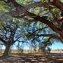 Lily Oaks