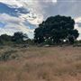 Rose Ranch