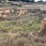 Rose Ranch