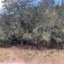 Rose Ranch