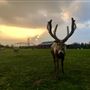 Valkyrie Ranch