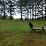 Scottsville Property