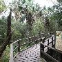 Sabal Palm Sanctuary