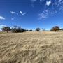 Fairlea Longhorn Ranch