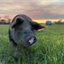 Shirttail Creek Farm