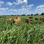 Shirttail Creek Farm