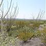 Big Bend Ranch State Park - Vista del Bofecillos