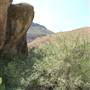 Big Bend Ranch State Park - Boulder with Pictograph