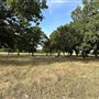 Fairlea Longhorn Ranch