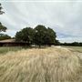 Fairlea Longhorn Ranch