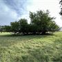 Fairlea Longhorn Ranch