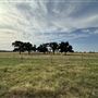 Fairlea Longhorn Ranch