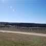 Blue Ostrich Winery & Vineyard