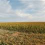 Fields on Hwy 385