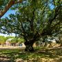 Freedom Tree Park