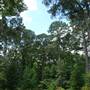 Nacogdoches Azalea Trail
