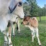 Pine Acres Farm