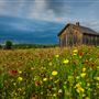 Lambshead Ranch