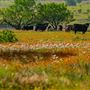 Lambshead Ranch