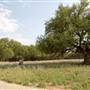 Natural Bridge Wildlife Ranch
