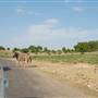 Natural Bridge Wildlife Ranch