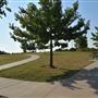 Community Park