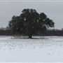 Tipton Ranch
